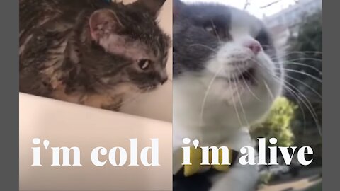 Cat Speaks in English Tells its owner I'm Cold during its bath | Cute Funny Pets
