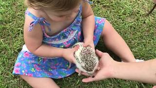 Fearless toddler plays with gentle hedgehog