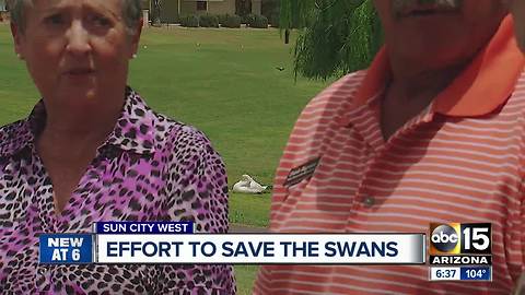 Residents fighting to save swans in Sun City West community