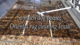 So much peepee big rug cleaning urine odor