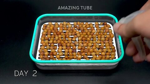 Growing Sprouts & Microgreens Without Soil Compilation - Timelapse