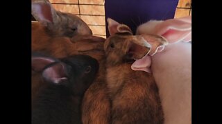 Feeding time for baby Buns!