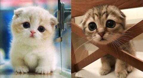 Baby 🐱 Cats | Cute and 😁😂 Funny Cat 🐱 Videos Compilation #2 | #OfficialDeep13