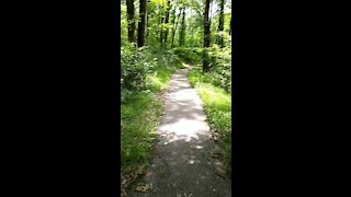 Walk on the Natchez Trace