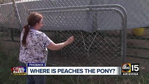 Phoenix woman seeks return of stolen poney