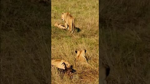 Lion Family Feeding #shorts