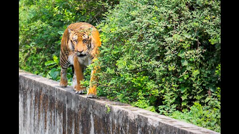 Play and watch how to safe yourself when a tiger attack's you