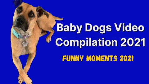 Baby dogs-cute and funny cat and dog videos compilation 2021