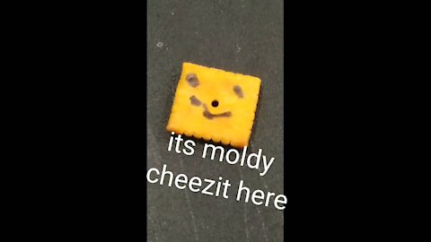 A moldy cheezit plays minecraft
