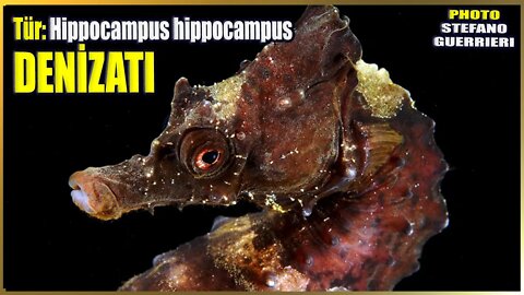 Deniz Atı Hakkında Bilgi | Hippocampus hippocampus | Akdeniz Balıkları