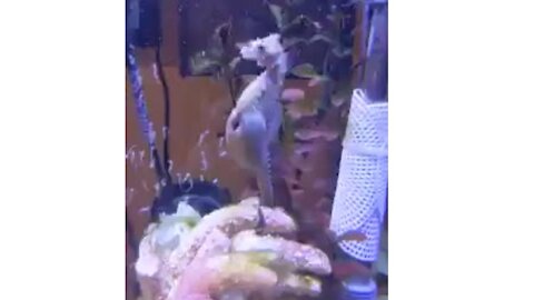 No seaslug here. How about a low pixel seahorse giving birth instead