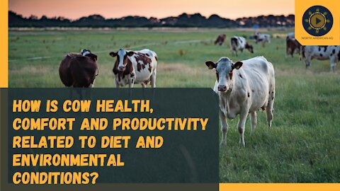 How is cow health, comfort and productivity related to diet and environmental conditions?