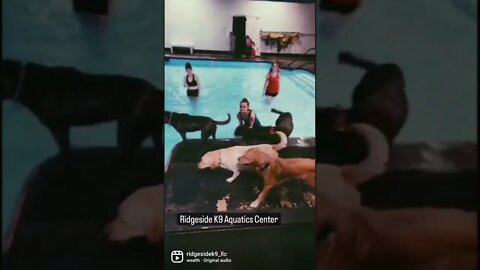 Dog Only Pool - Open!! Woman's Soccer Team Swimming With Dogs.