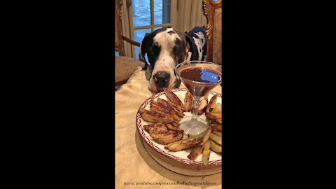 Polite Great Dane Patiently Waits For A Chicken Treat