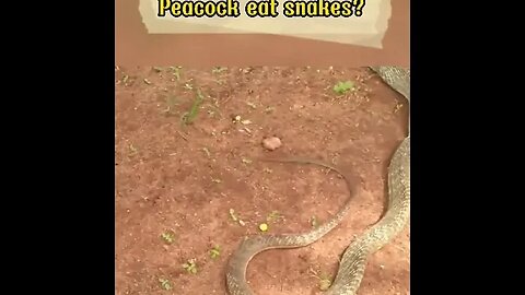Peacock eat snakes? #shorts