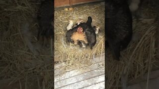 Australian pit game bantam holding her chicks