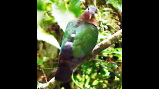 Emerald Dove bird video