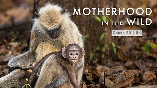 Monkey smacks baby to discipline him | TIGER COUNTRY Mini Scene