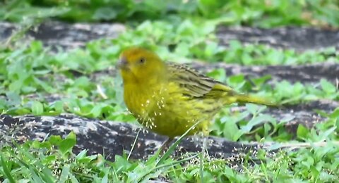 Canario-da-terra (Sicalis flaveola)