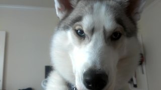 Husky puppy acts as personal alarm clock for owner