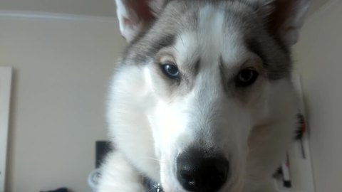 Husky puppy acts as personal alarm clock for owner