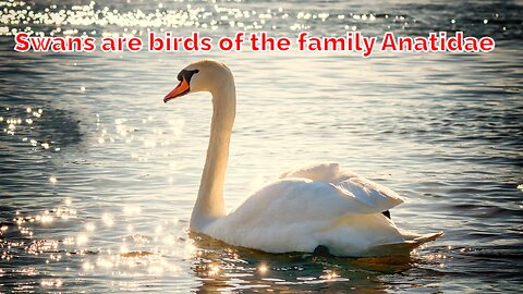 Swans are birds of the family Anatidae