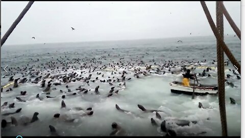 sea lions break