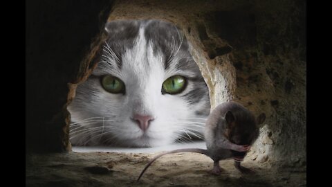 Generation feed cat, no longer hunts rat. _Hilarious Cat Memes - 45 -😹