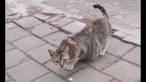 Feeding The Pregnant Street Cat
