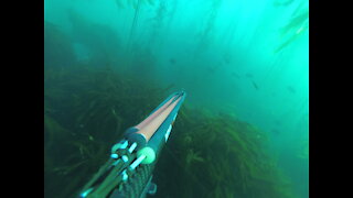 Spearfishing for Rockfish and Lingcod