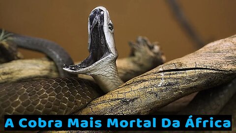 A Cobra Mais Mortal Da África