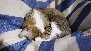 Cat Covers His Eyes with His Paws