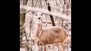 deer hiding in the woods