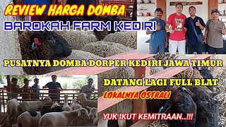 KONDISI TERKINI KANDANG BAROKAH FARM KEDIRI + REVIEW HARGA..