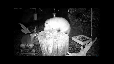 Opossum and Raccoon Fight on the Feeder