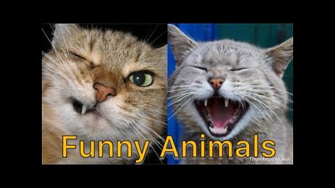 Cat And Dog Funny Videos