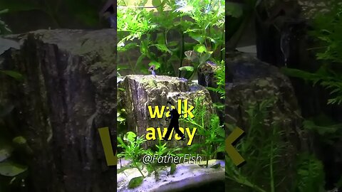 Walk Away from your Tank for 1 Year - Natural Aquarium Needs No Fuss