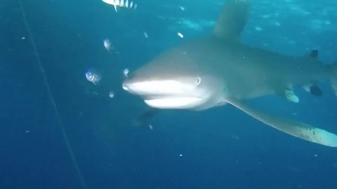 Shark Keeps Telling Diver He Is Not Welcome In This Part Of The Sea