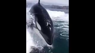 THE KILLER👀WHALE🐋PROVING A POINT😎