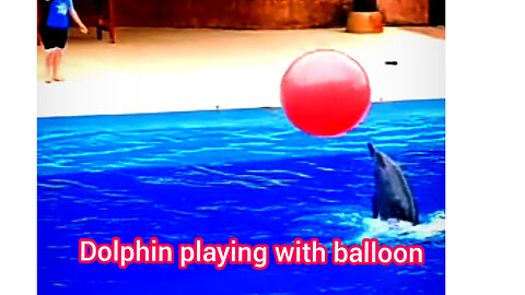 Dolphin❤️💥 playing with balloon | ua58sb #shorts #animals #dolphin