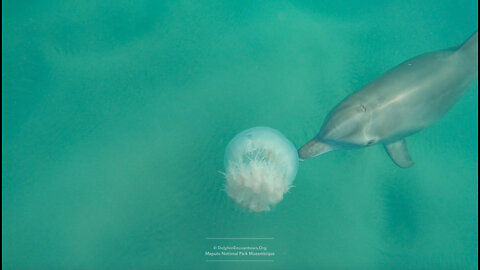 Bottlenose Dolphins and a Jellyfish