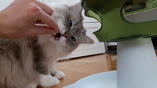 Cat food challenge goes hilariously wrong