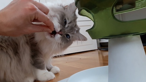 Cat food challenge goes hilariously wrong