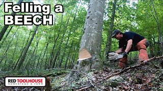 Harvesting BEECH for the Sawmill