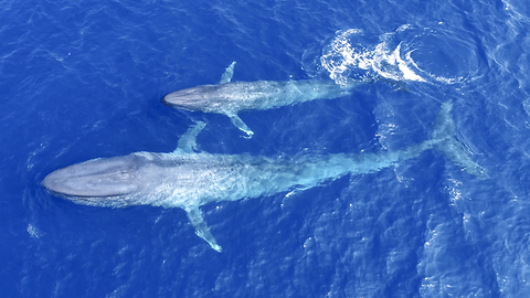 First Ever Footage Of Blue Whale Calf Nursing: SNAPPED IN THE WILD