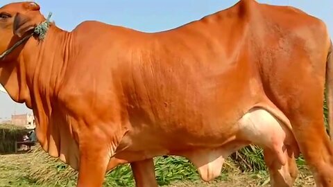 Cattle Farming in Pakistan ~ Cow Cattle and Baby animal - Cattle Farm 2020