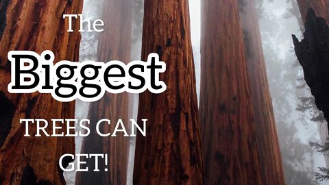 The Biggest, Most Incredible Tree's On The Planet!!