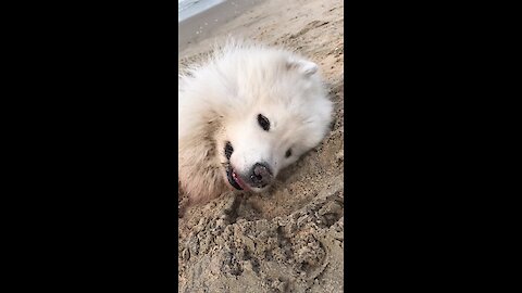 Samoyed adorably spends the day at the beach