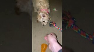 Just Lucy the goldendoodle puppy playing fetch.