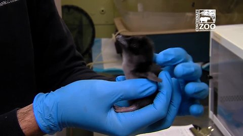 Cincinnati Zoo welcomes little blue penguins